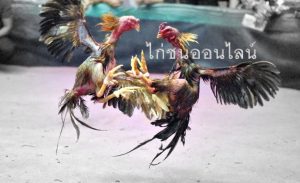 รูปแบบการพนันและวิธีแทงไก่ชนออนไลน์ฉบับเข้าใจง่าย